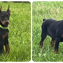 european doberman puppies