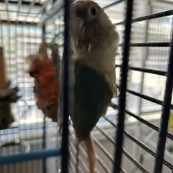 Pineapple turquoise Conure