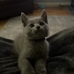 Russian Blue Kittens Looking for Loving Homes