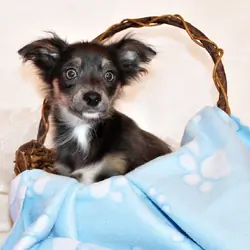 Blue - Gorgeous L/C Pup with Amazing Personality