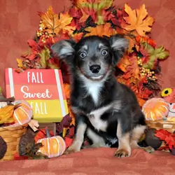 Blue - Gorgeous L/C Pup with Amazing Personality