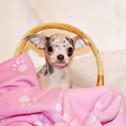 Demi - Stunning Blue Merle Baby Girl