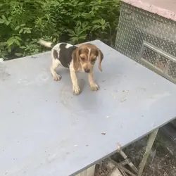 Beagle Puppy Male/Female