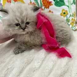 Ragamuffin