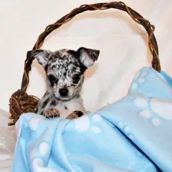 Gandolf - Petite and Handsome Black Merle Baby