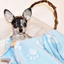 Laia/Pablo Babies - Gorgeous Flashy Merle Babies