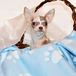 Dover - Precious and Flashy Lavender Merle