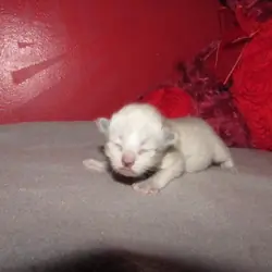 ragdoll kittens for sale