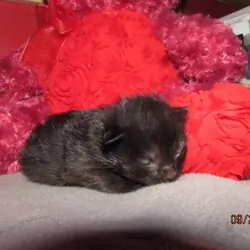 ragdoll kittens for sale