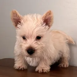 Scottish terrier puppies