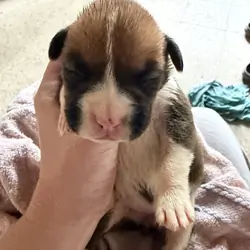 Boxer puppies