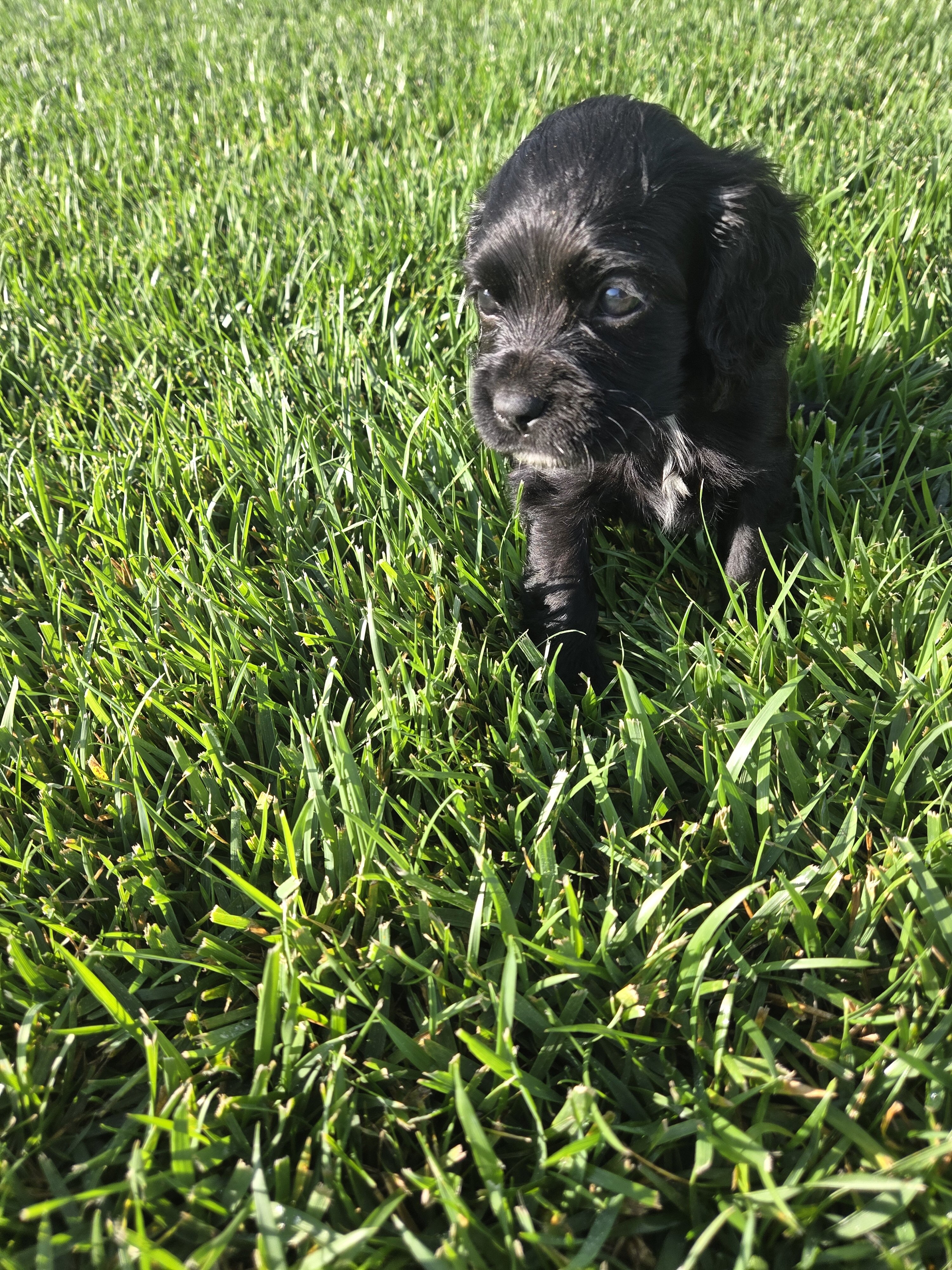 Sprocker Spaniels image 3
