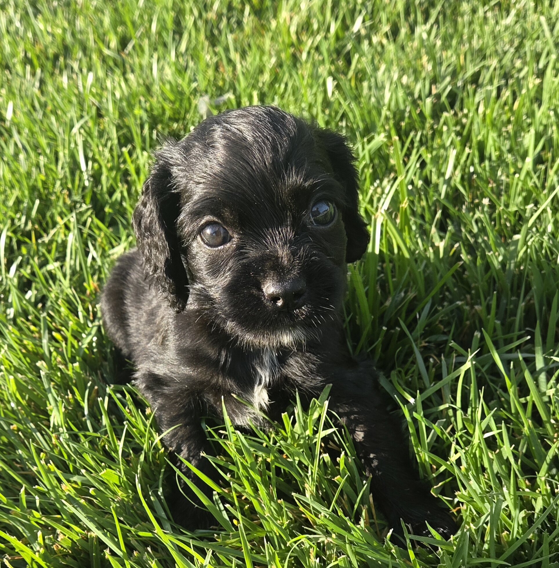 Sprocker Spaniels image 2