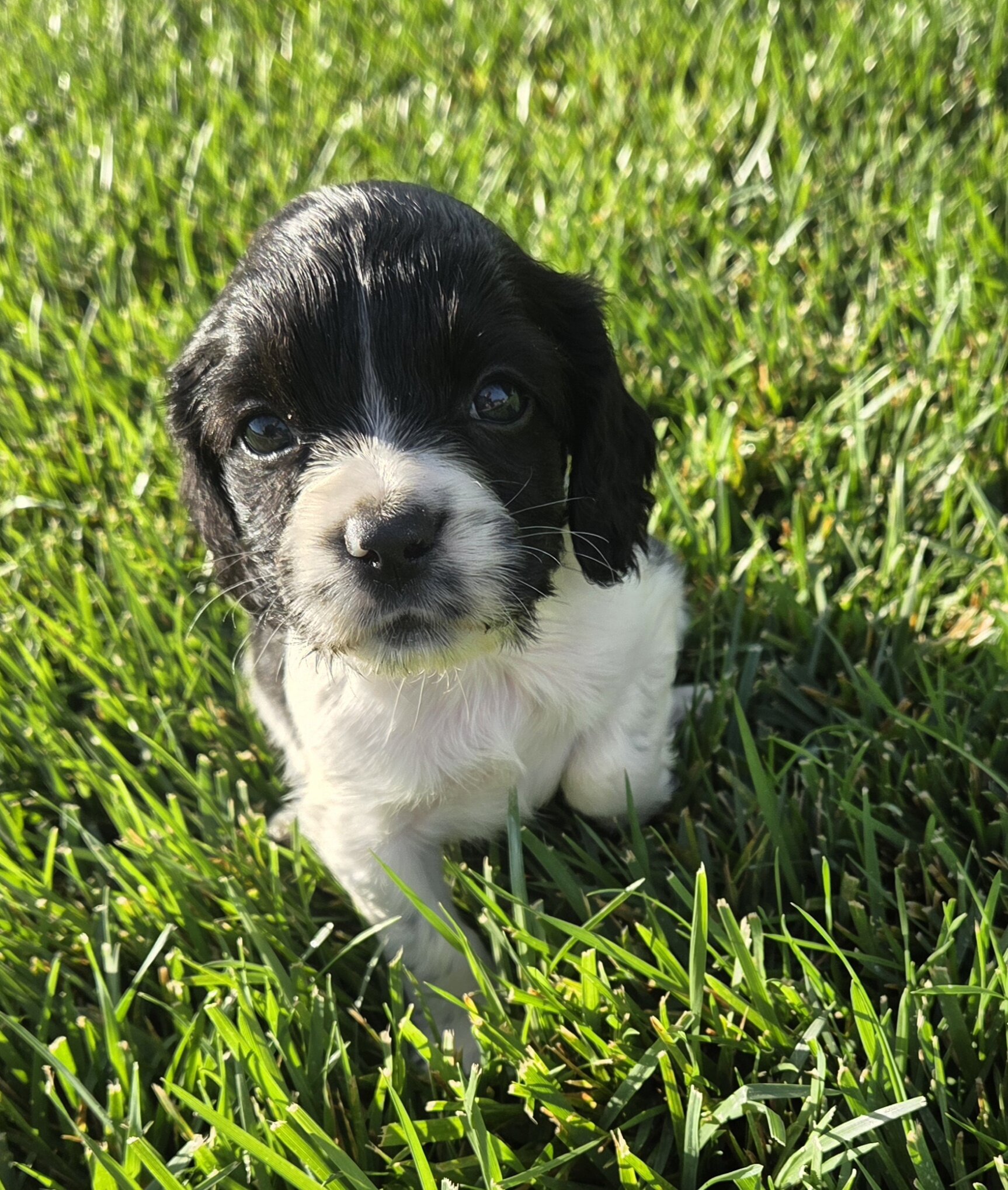 Sprocker Spaniels image 1