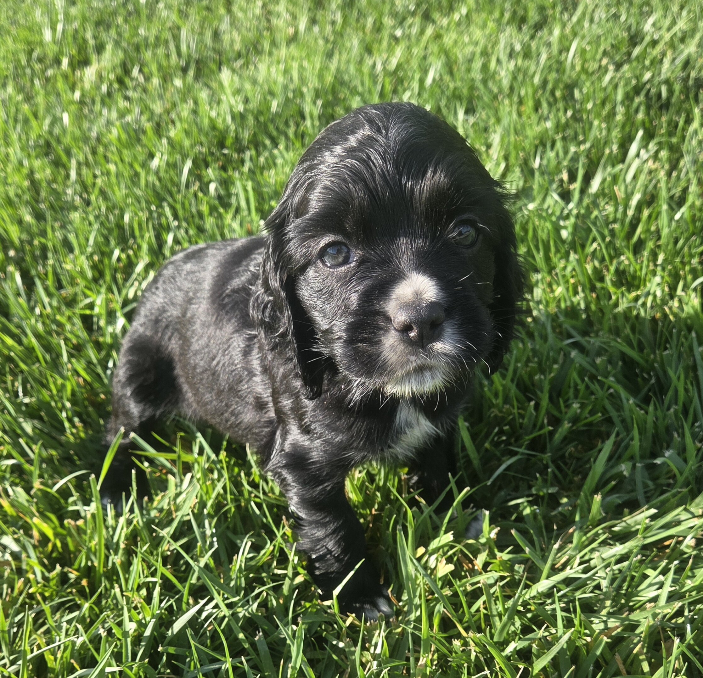 Sprocker Spaniels image 4