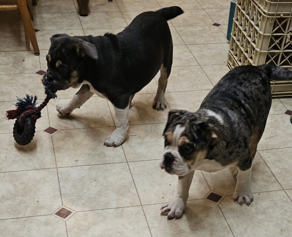 Mini Bulldog Puppies image 8
