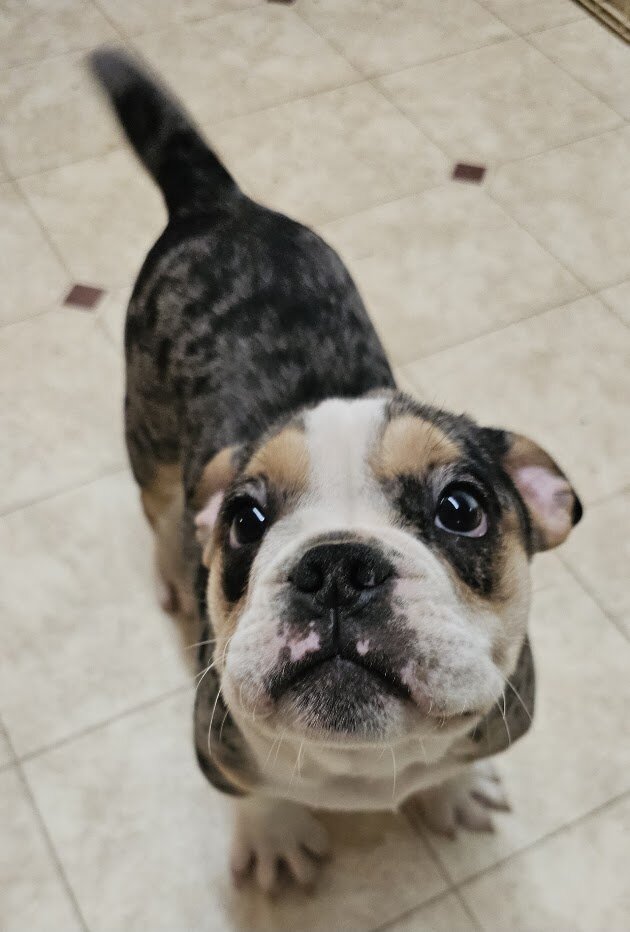 Mini Bulldog Puppies image 9