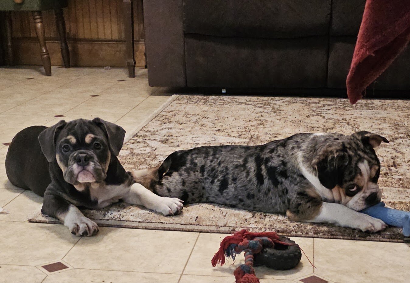 Mini Bulldog Puppies image 10