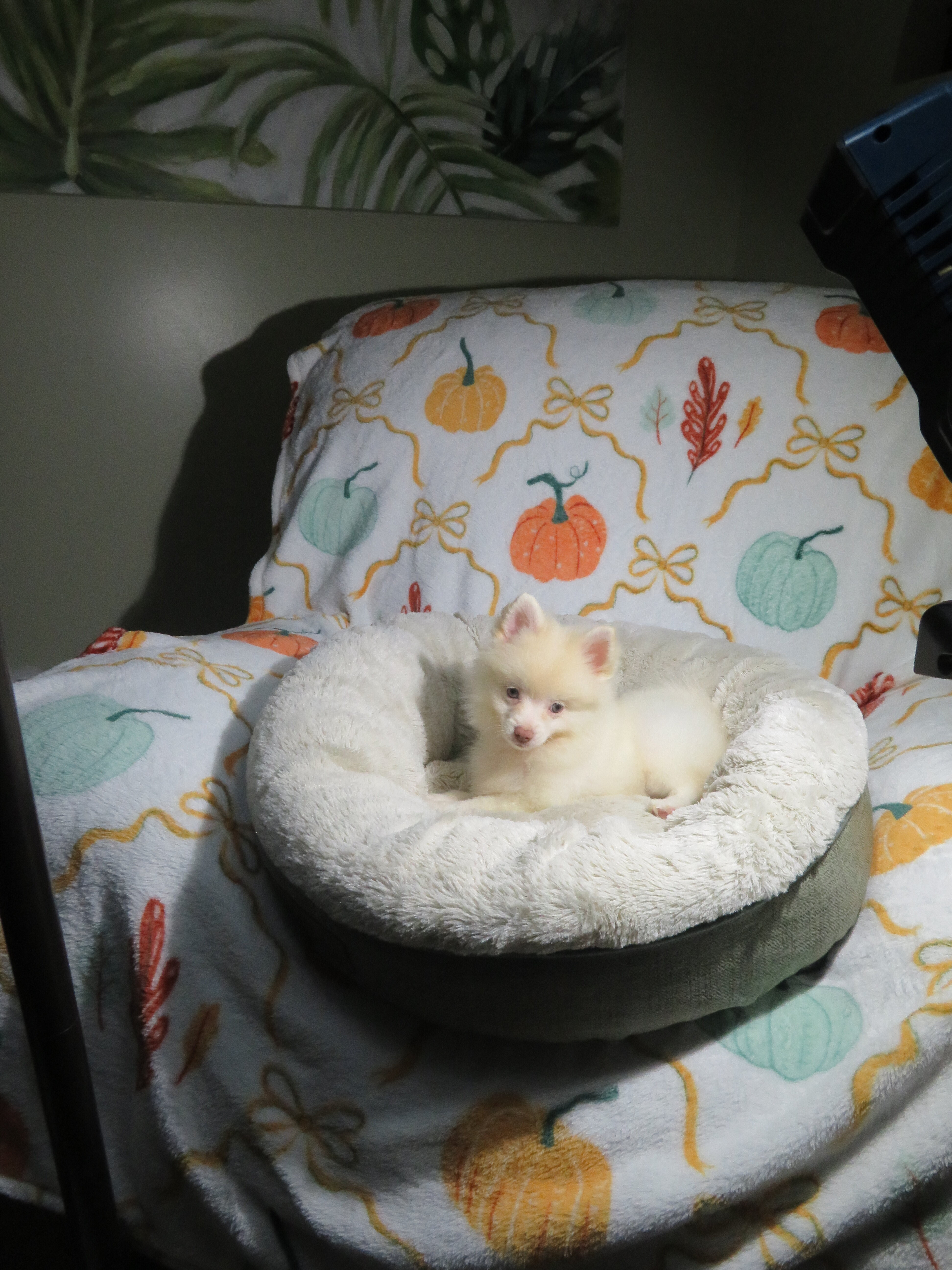 CKC Reg. Pomeranian Puppies image 2