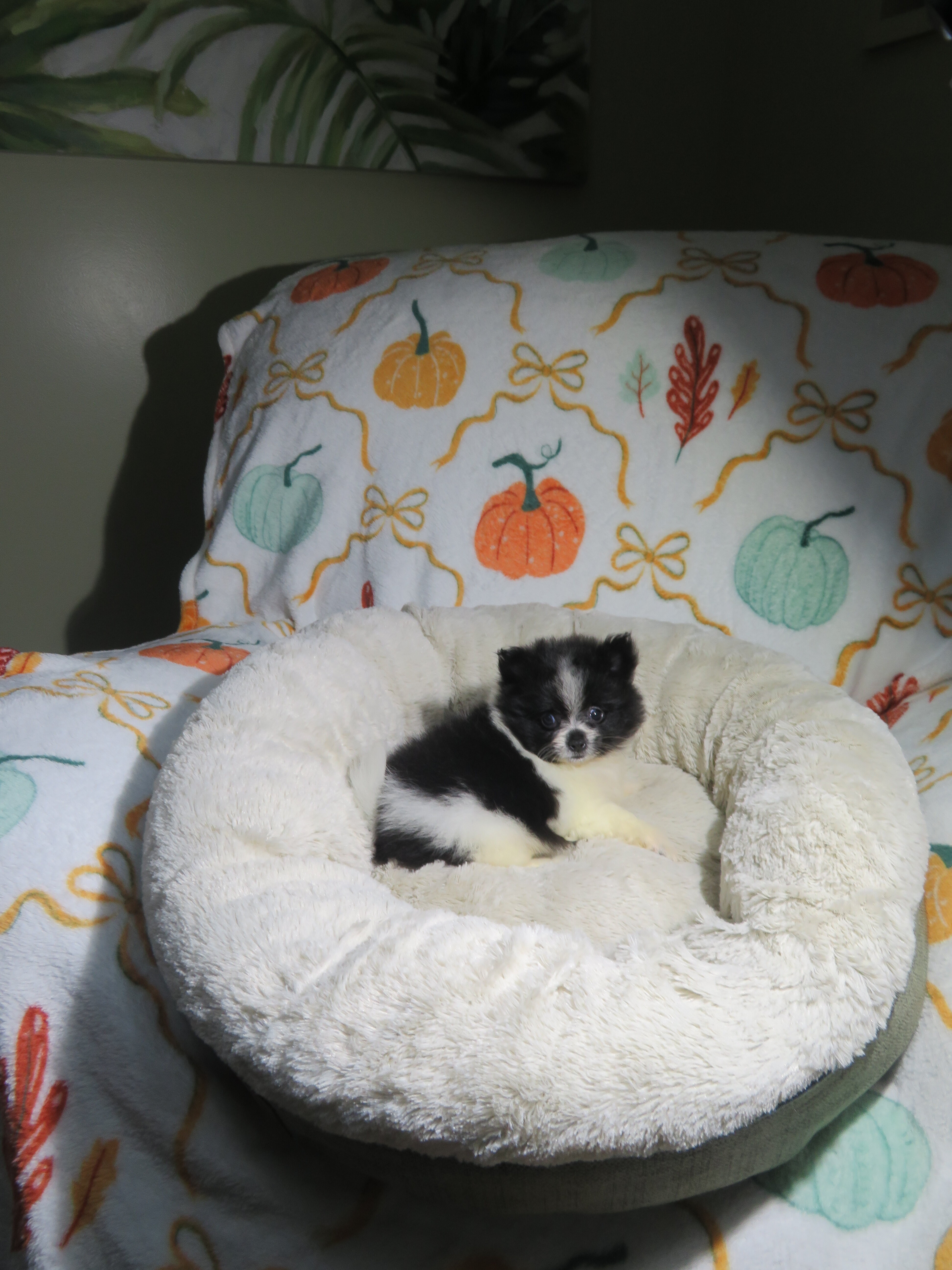 CKC Reg. Pomeranian Puppies image 3