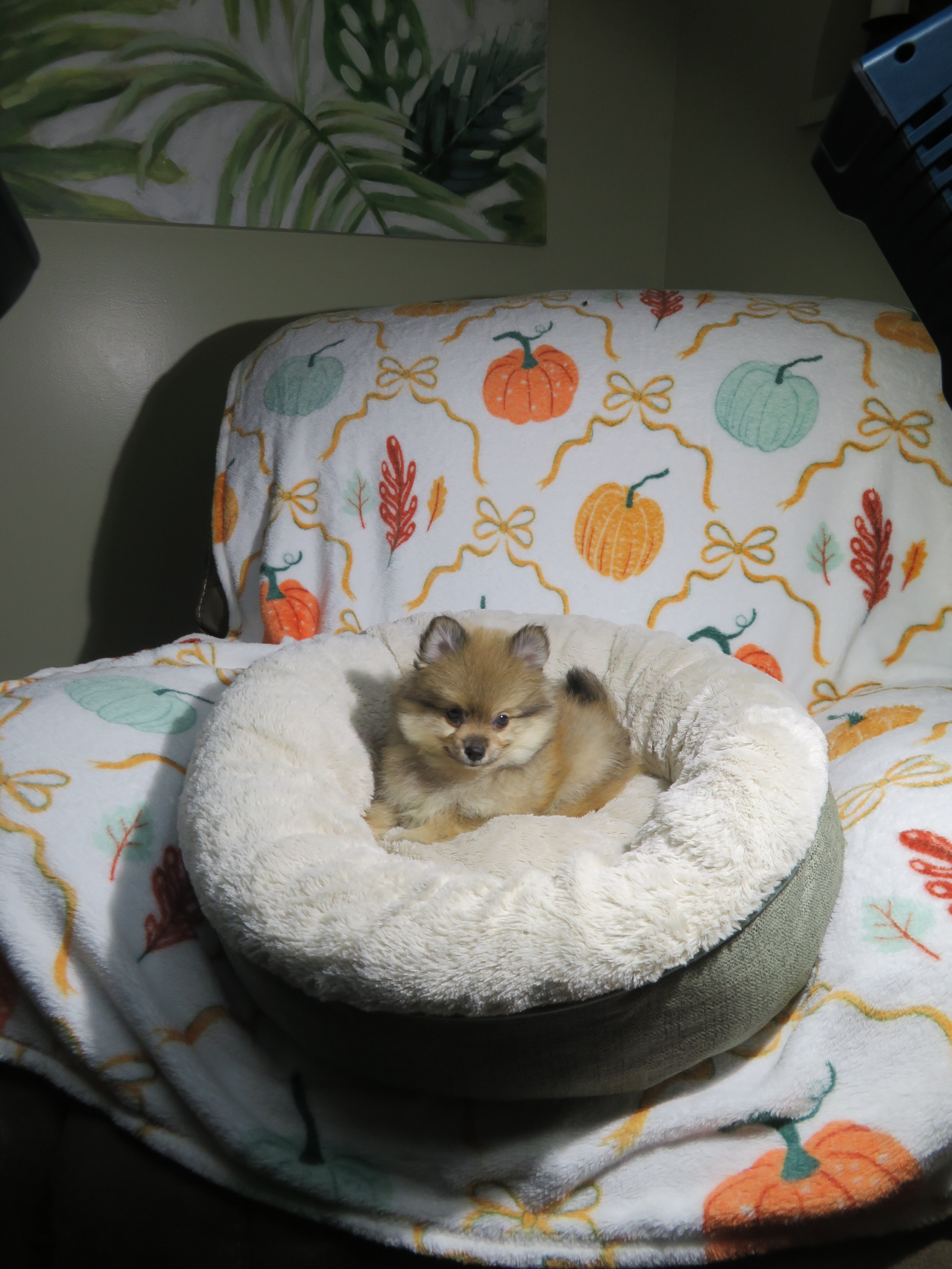 CKC Reg. Pomeranian Puppies image 4