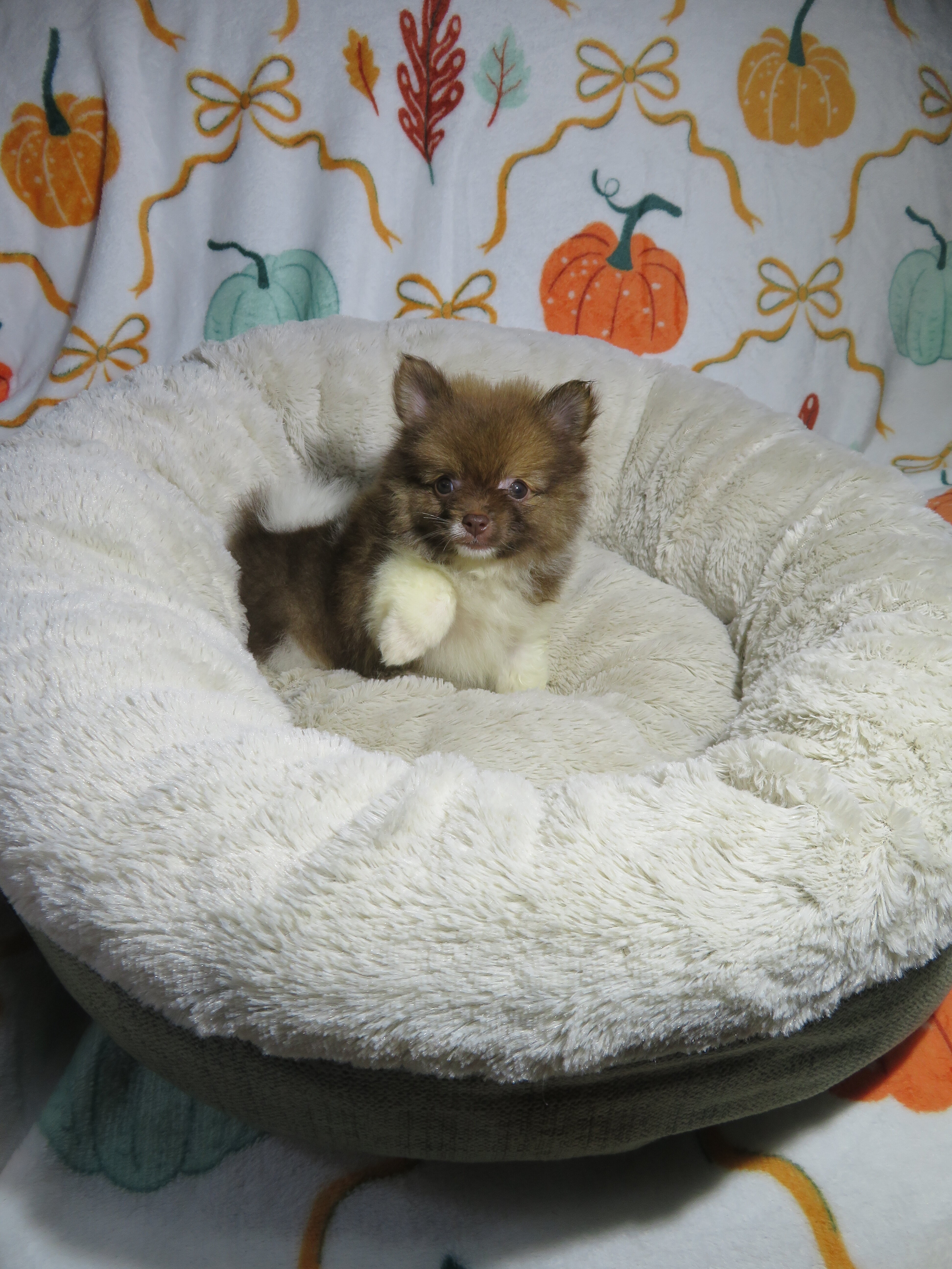 CKC Reg. Pomeranian Puppies image 1