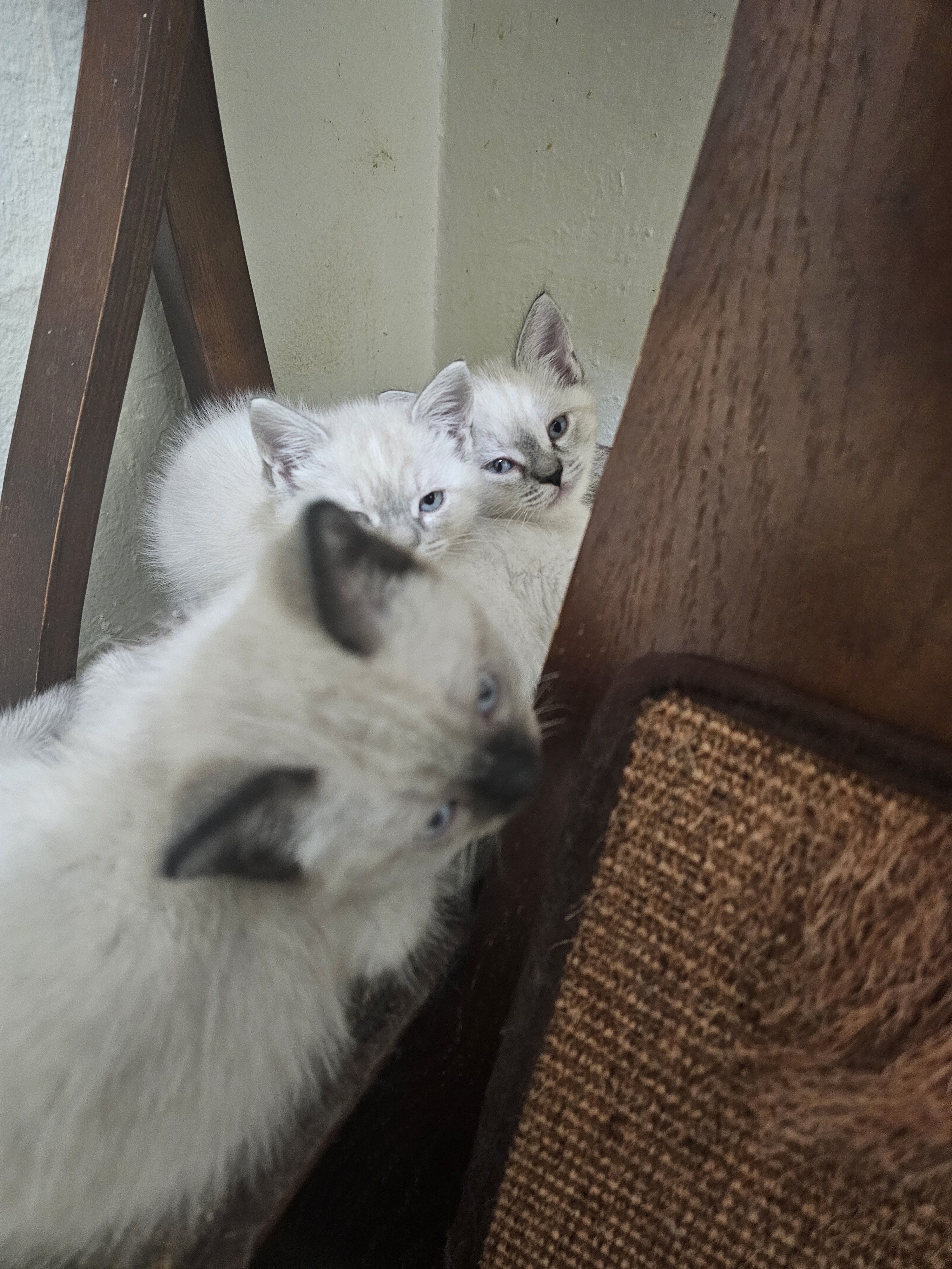 SIAMESE KITTENS image 3