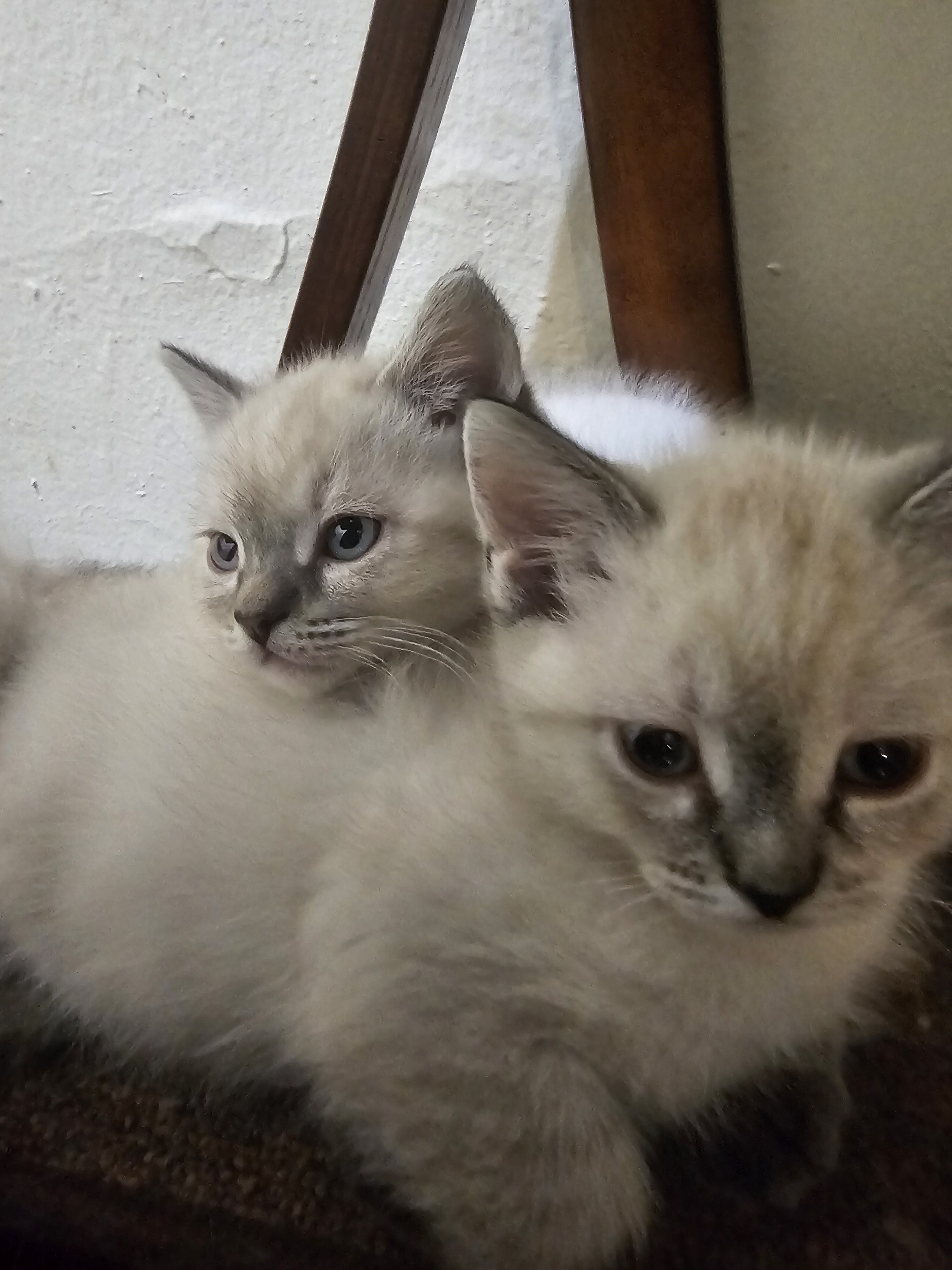 SIAMESE KITTENS image 2
