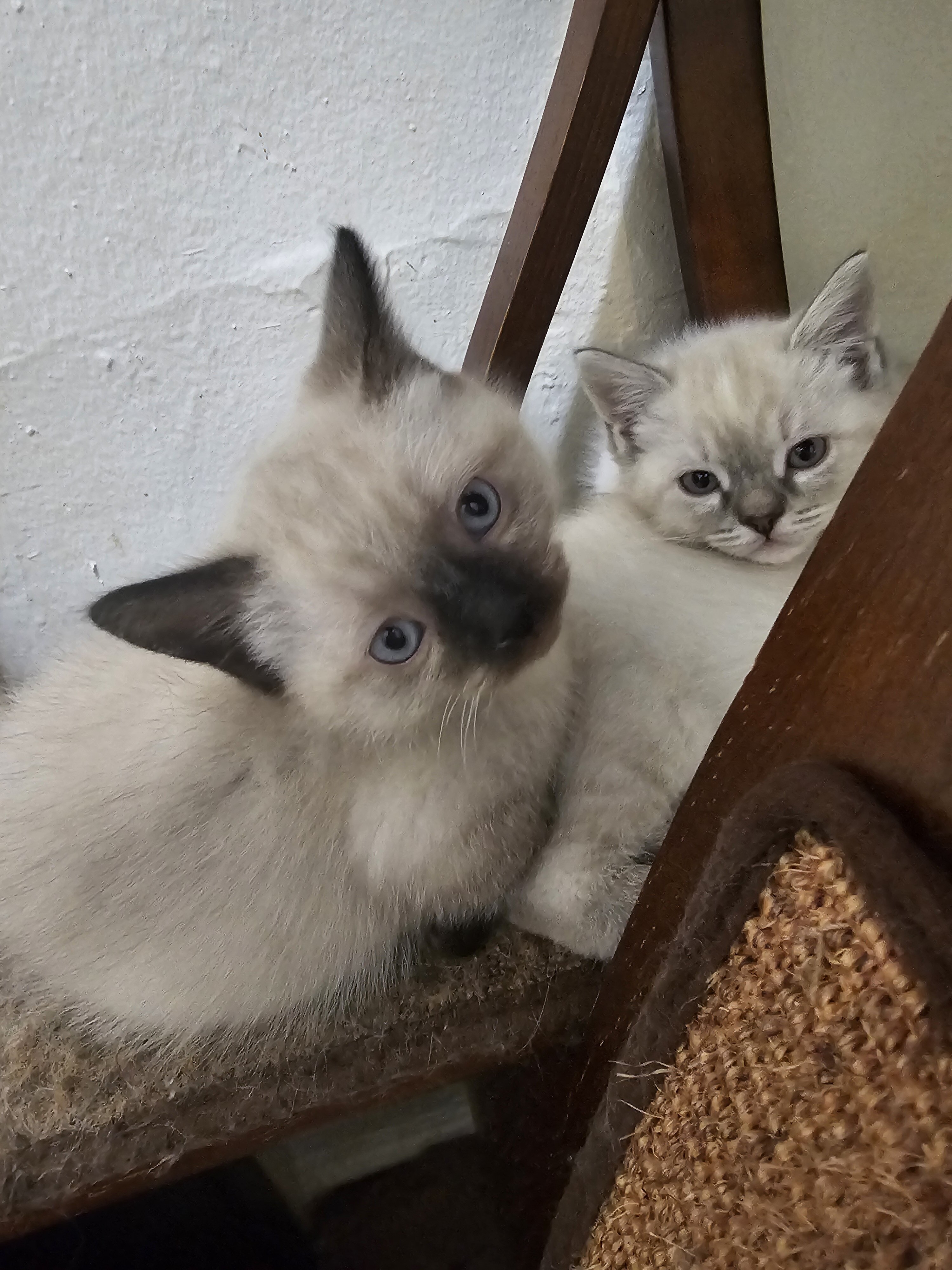 SIAMESE KITTENS image 1