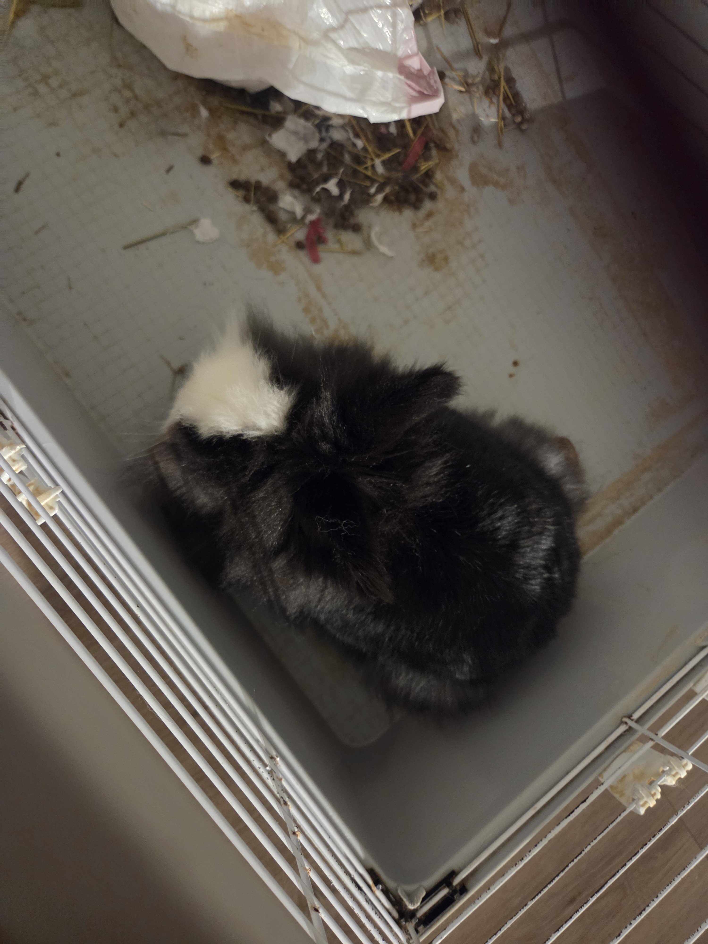 Female purebred lionhead image 4