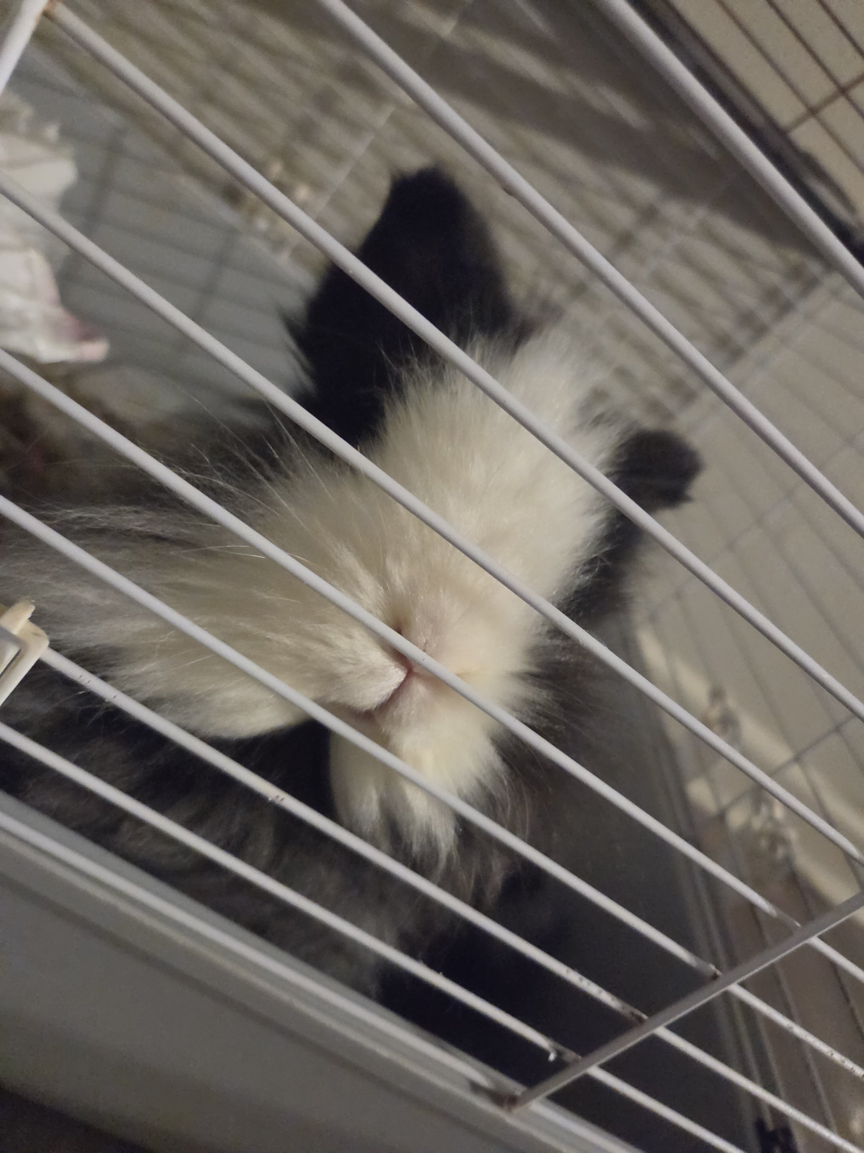 Female purebred lionhead image 1