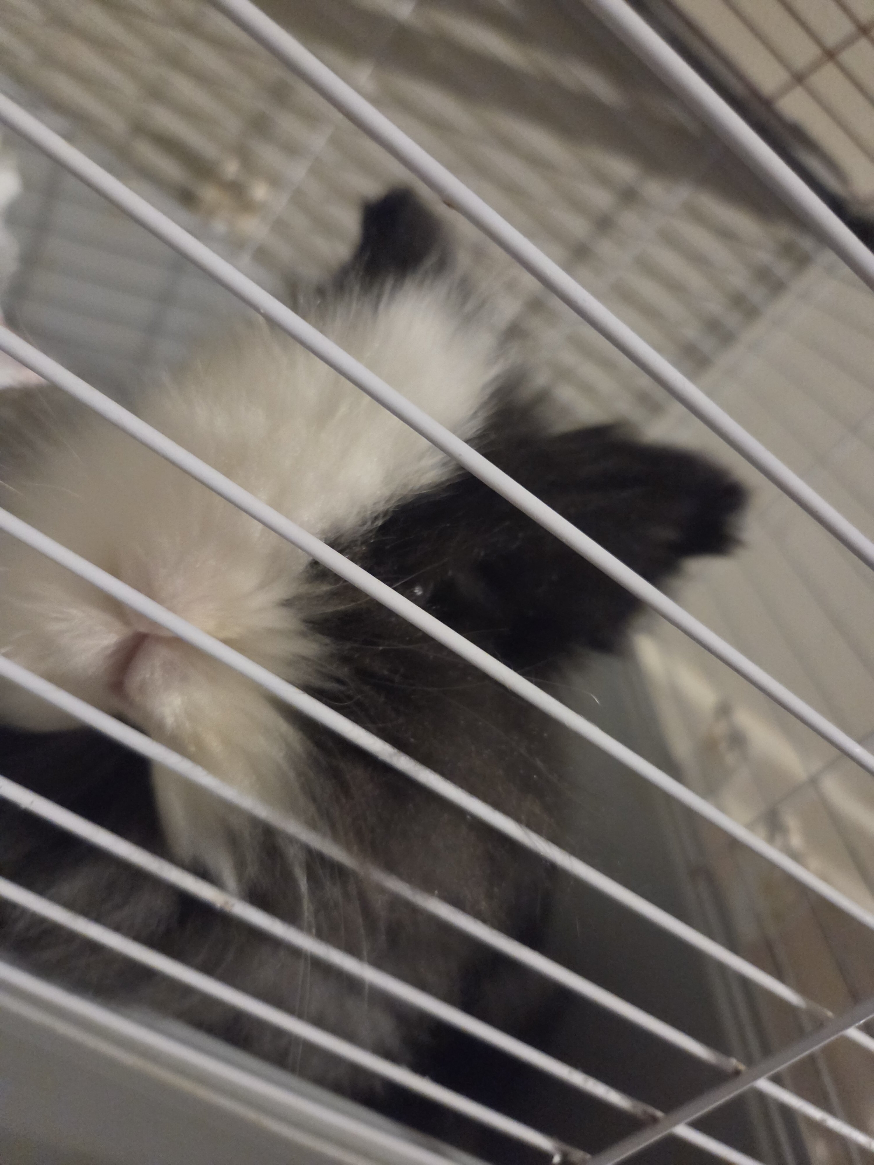 Female purebred lionhead image 2
