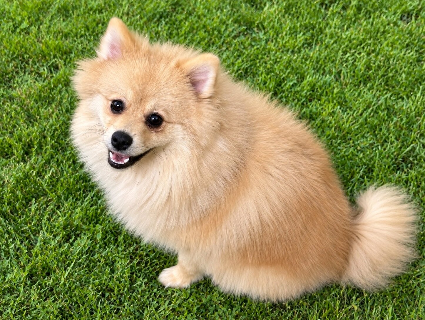 CKC Pomeranian: NASH image 1