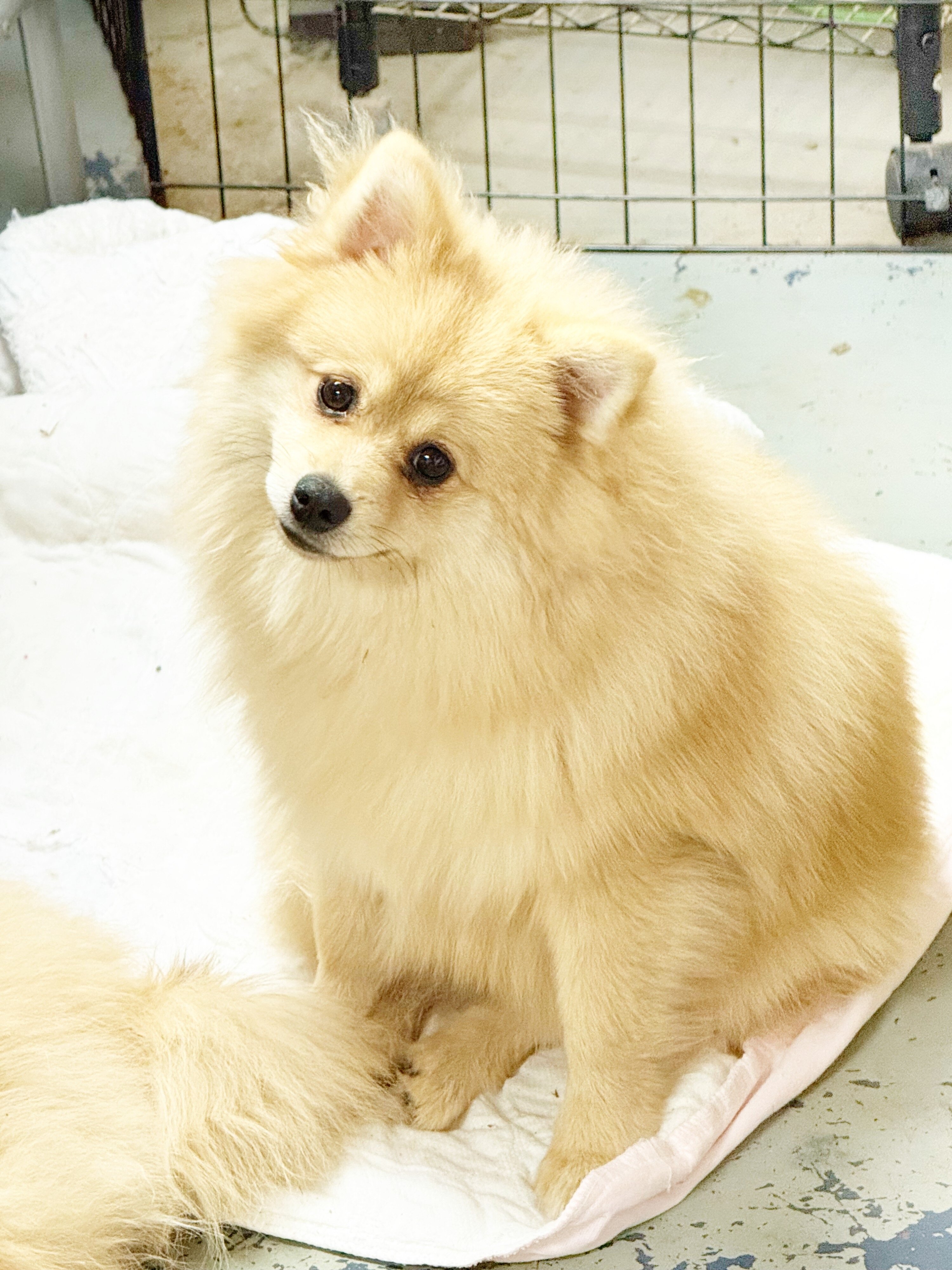 CKC Pomeranian: NASH image 2