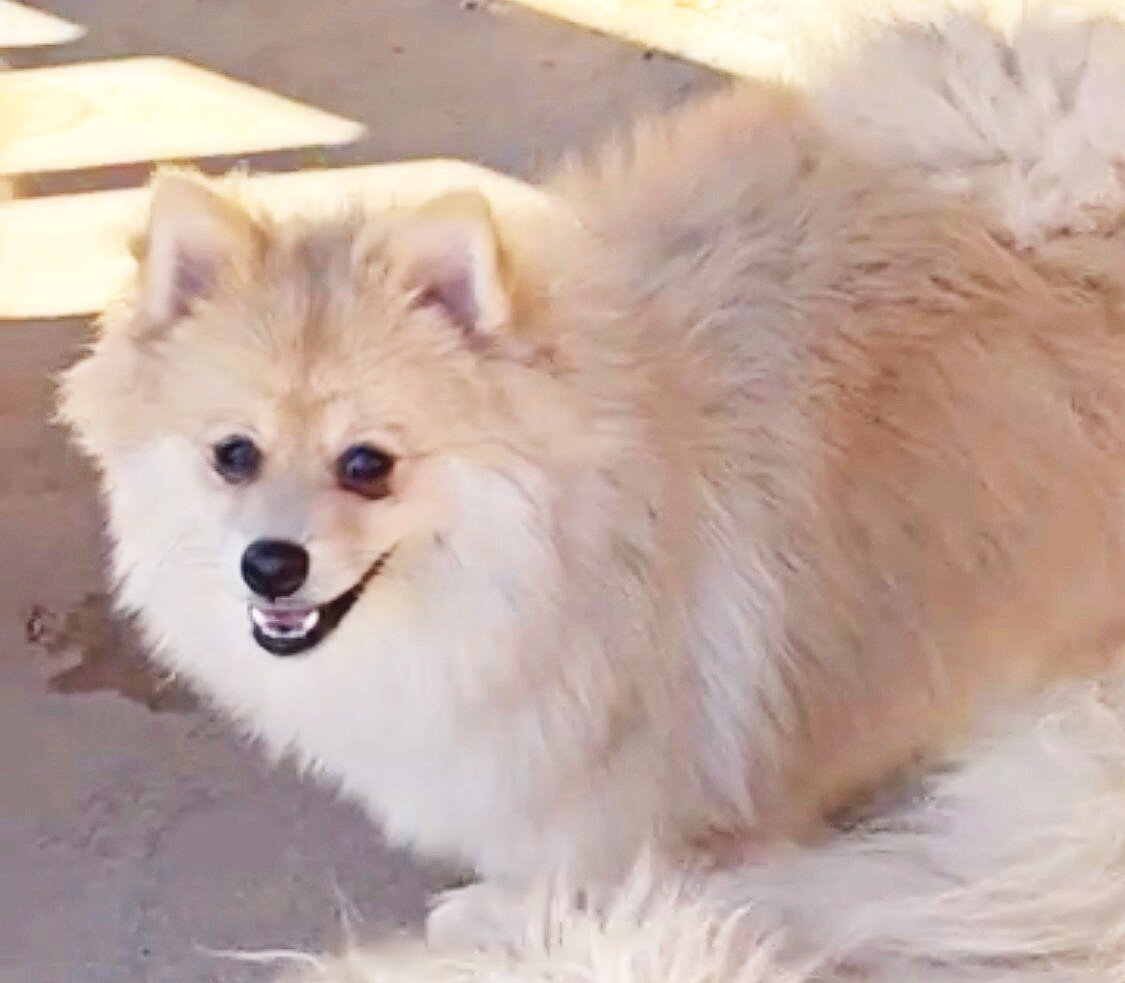 CKC Pomeranian: NASH image 3