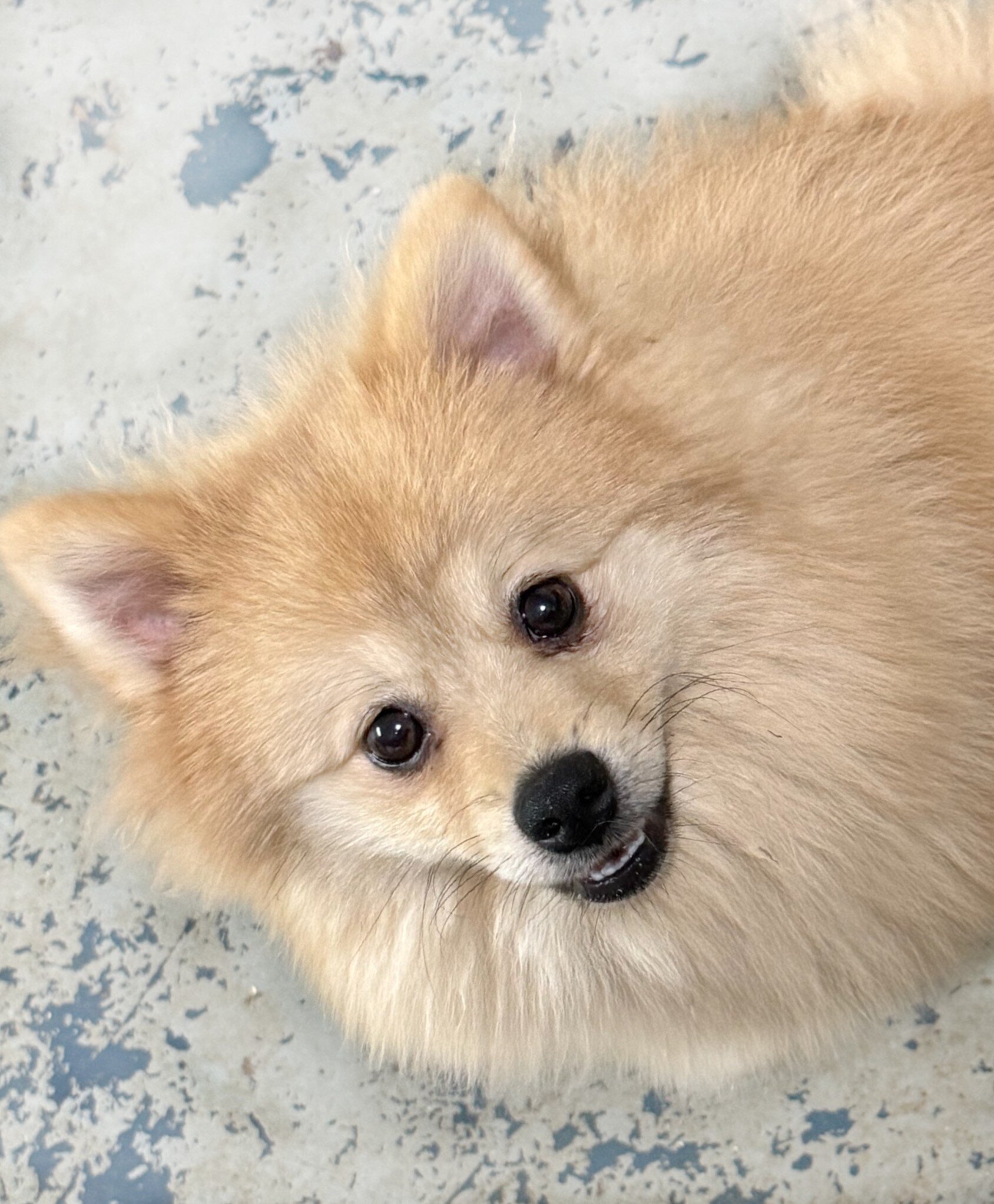 CKC Pomeranian: NASH image 4