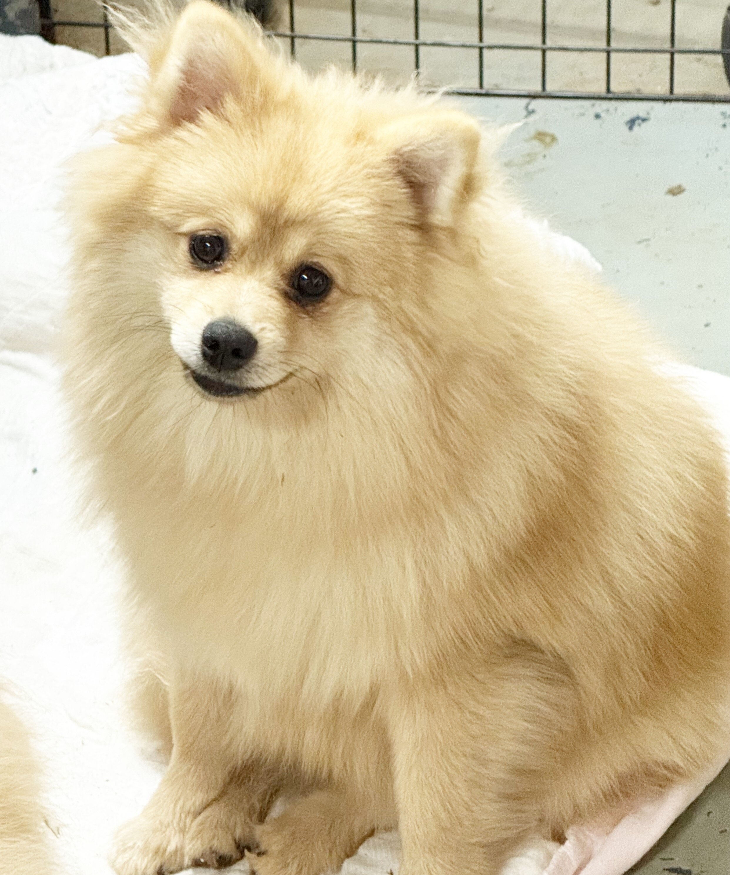 CKC Pomeranian: NASH image 5