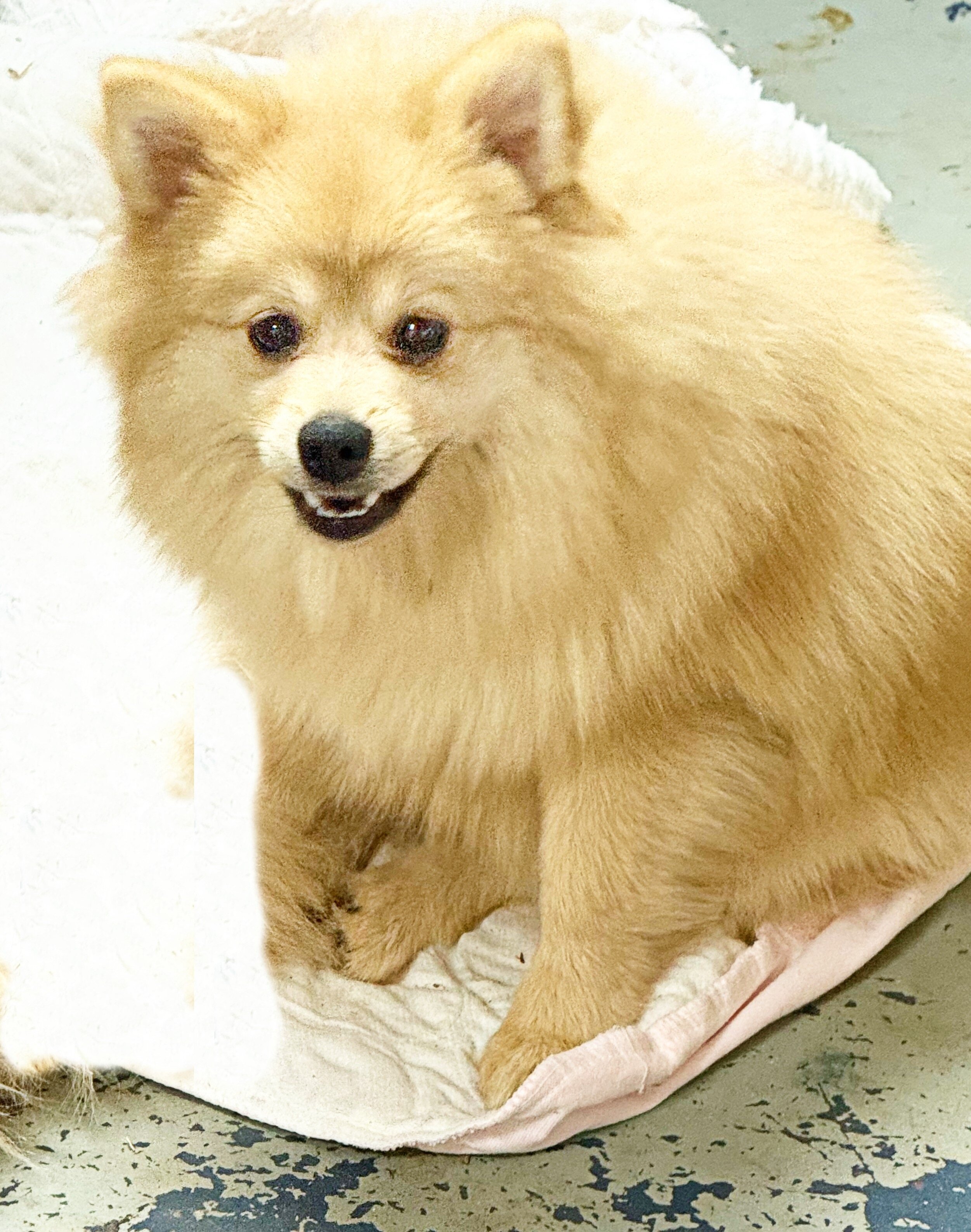 CKC Pomeranian: NASH image 6