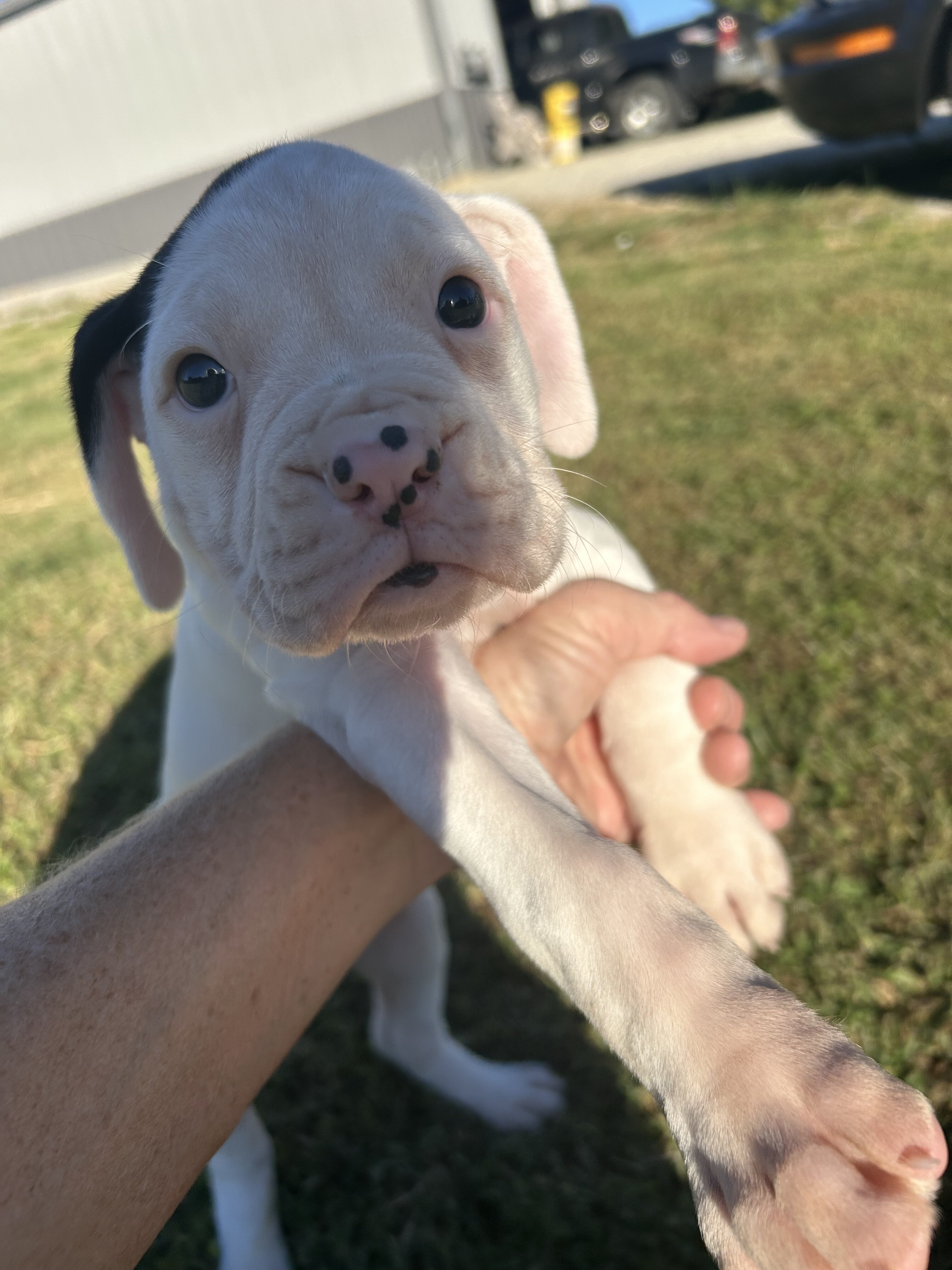 Boxer puppies image 4