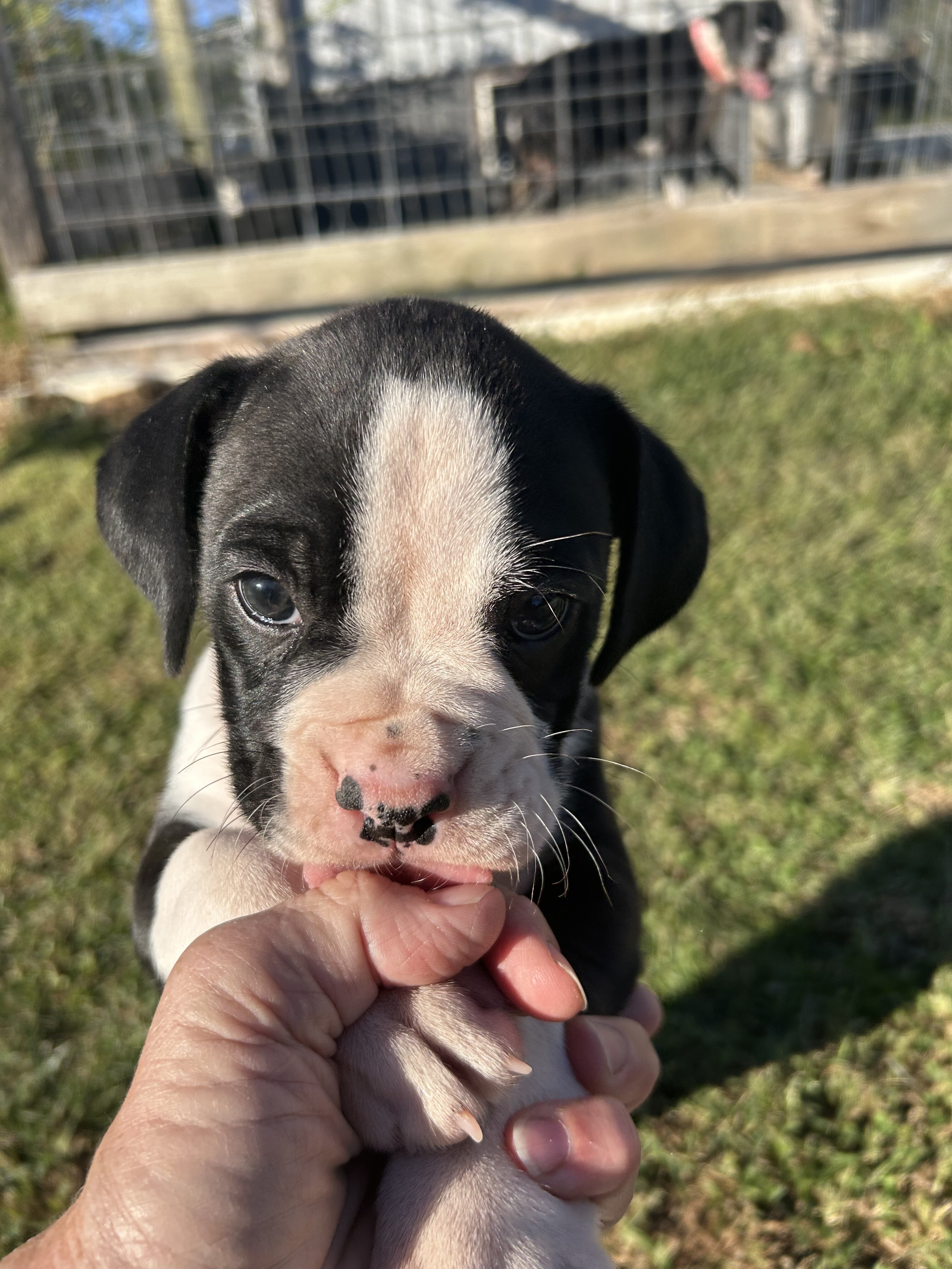 Boxer puppies image 5