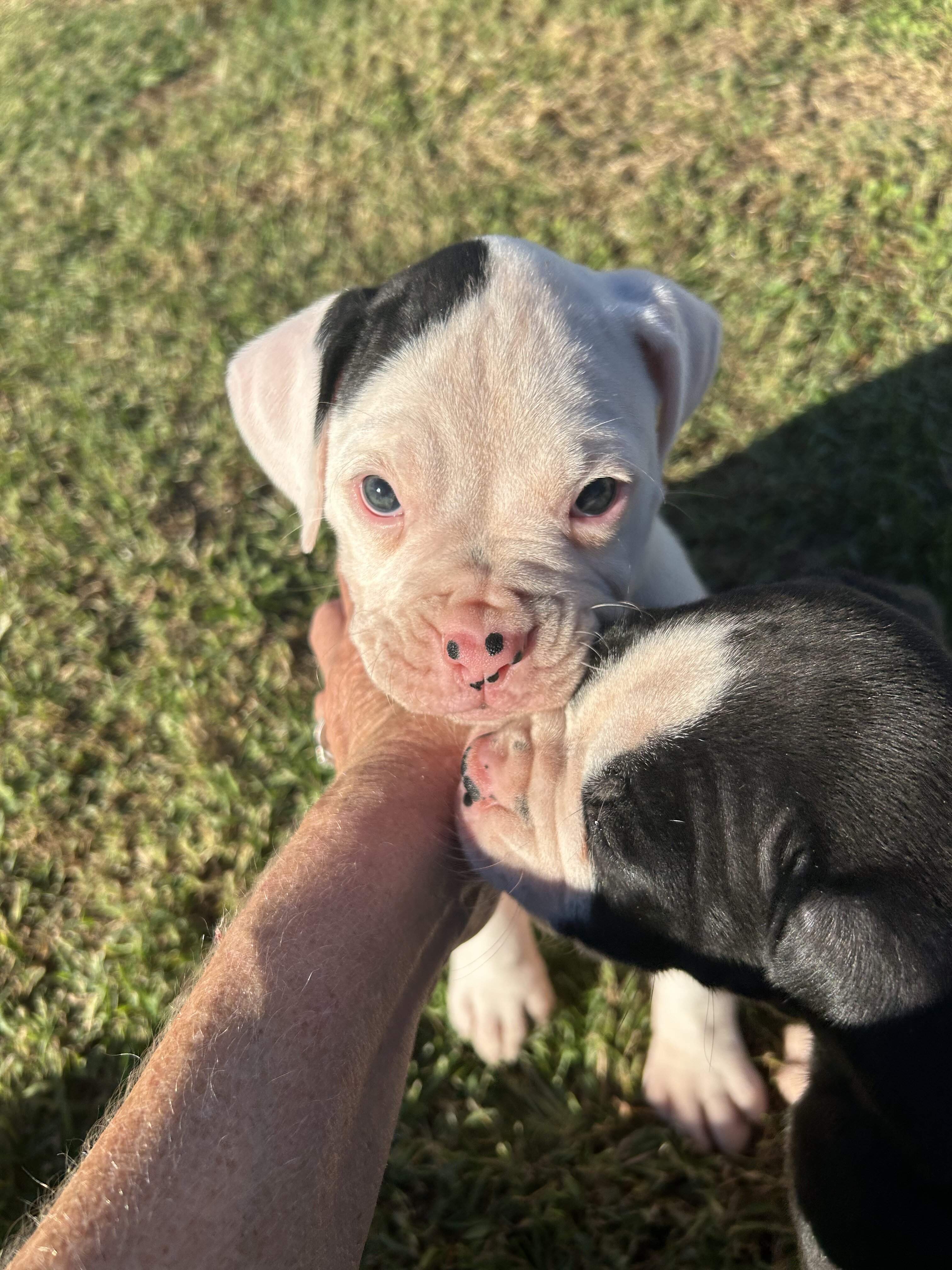 Boxer puppies image 6