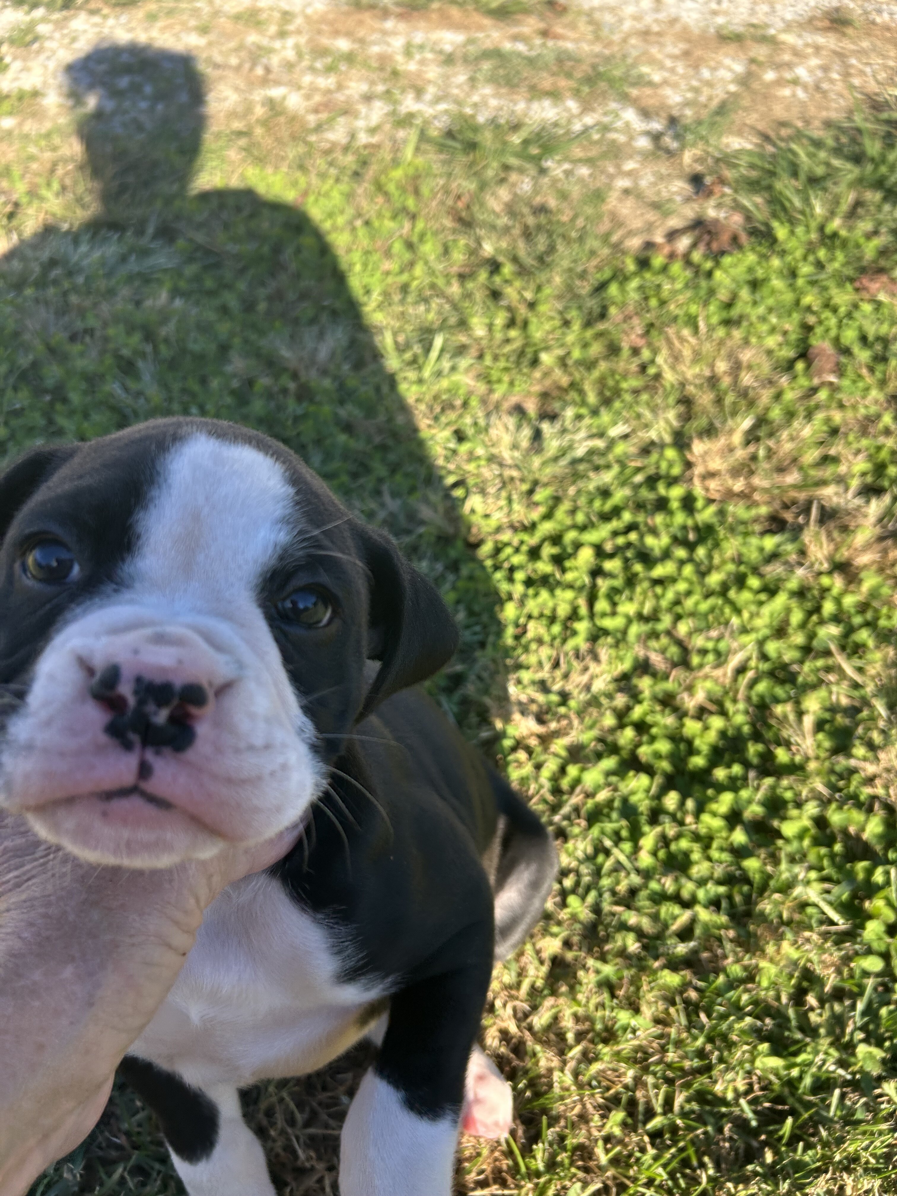 Boxer puppies image 3