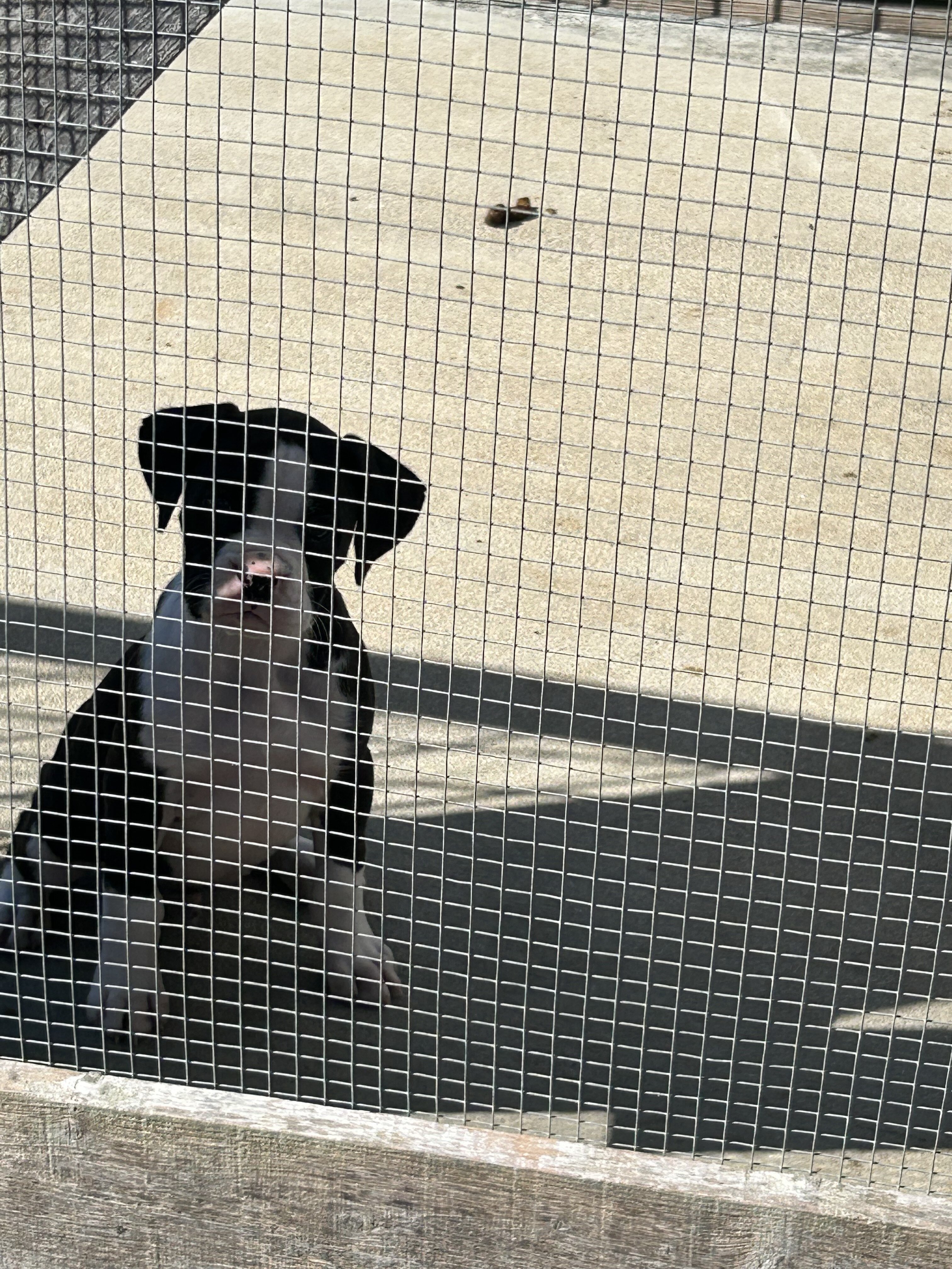 Boxer puppies image 1