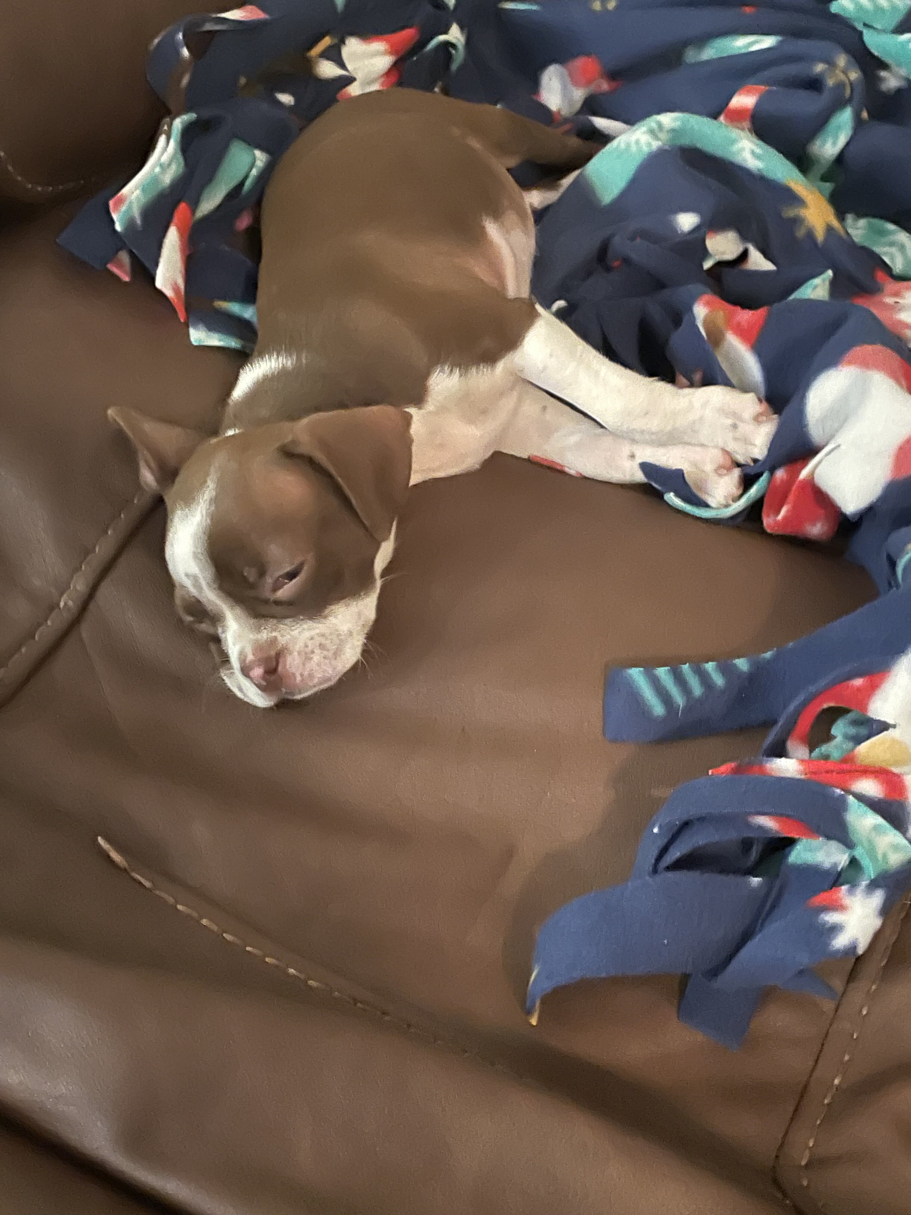 Bugg puppies image 1