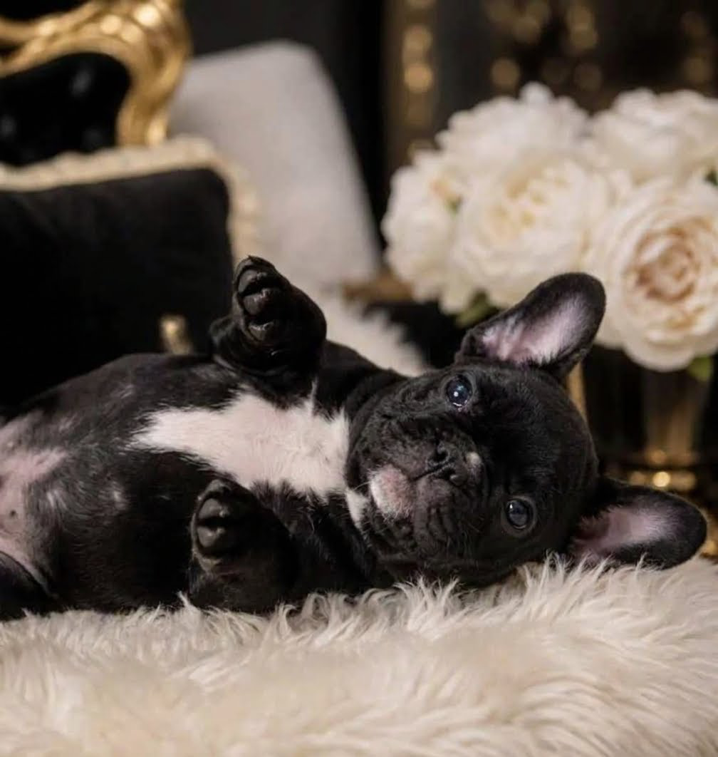 French bulldog homie image 3