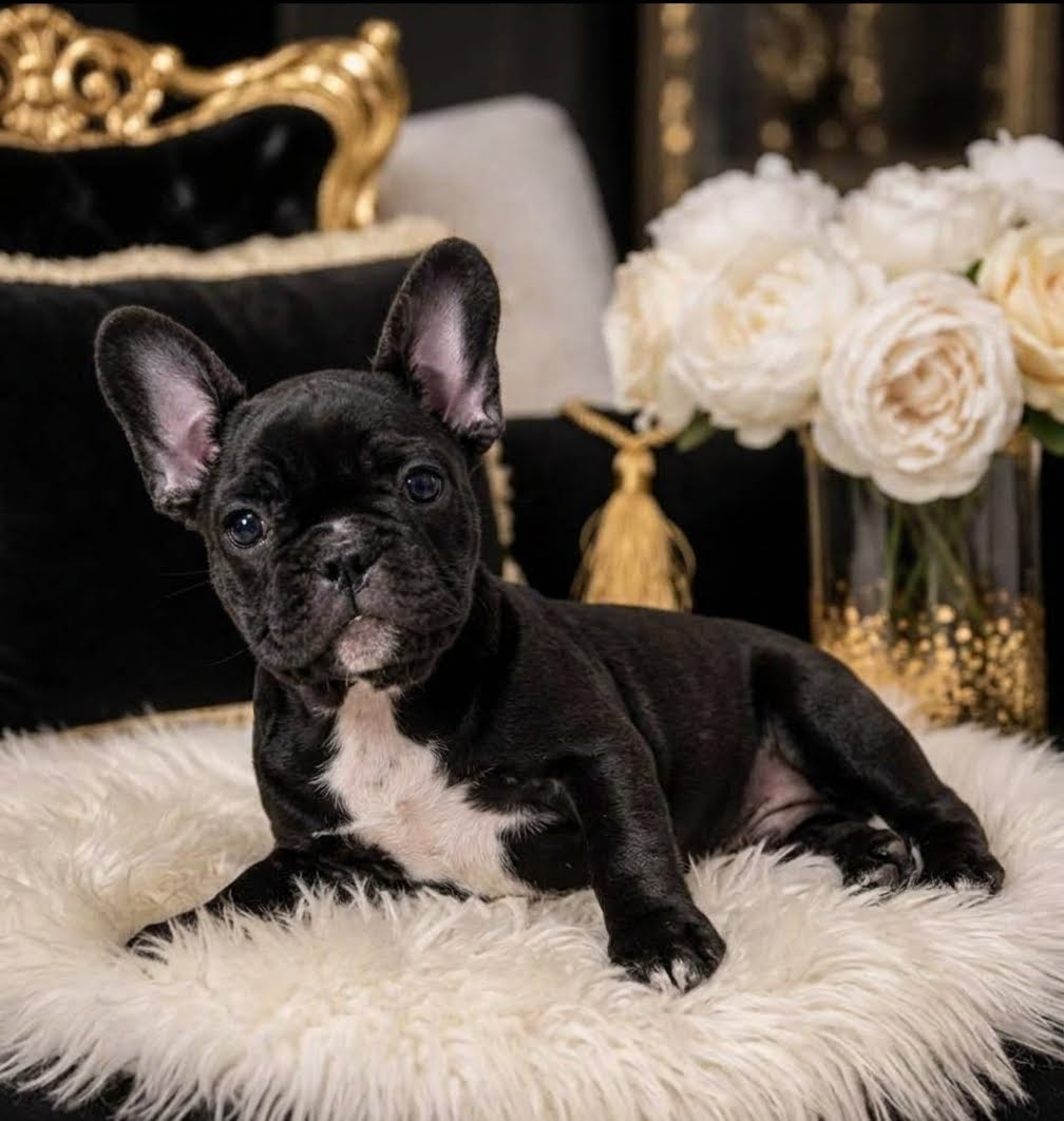 French bulldog homie image 2
