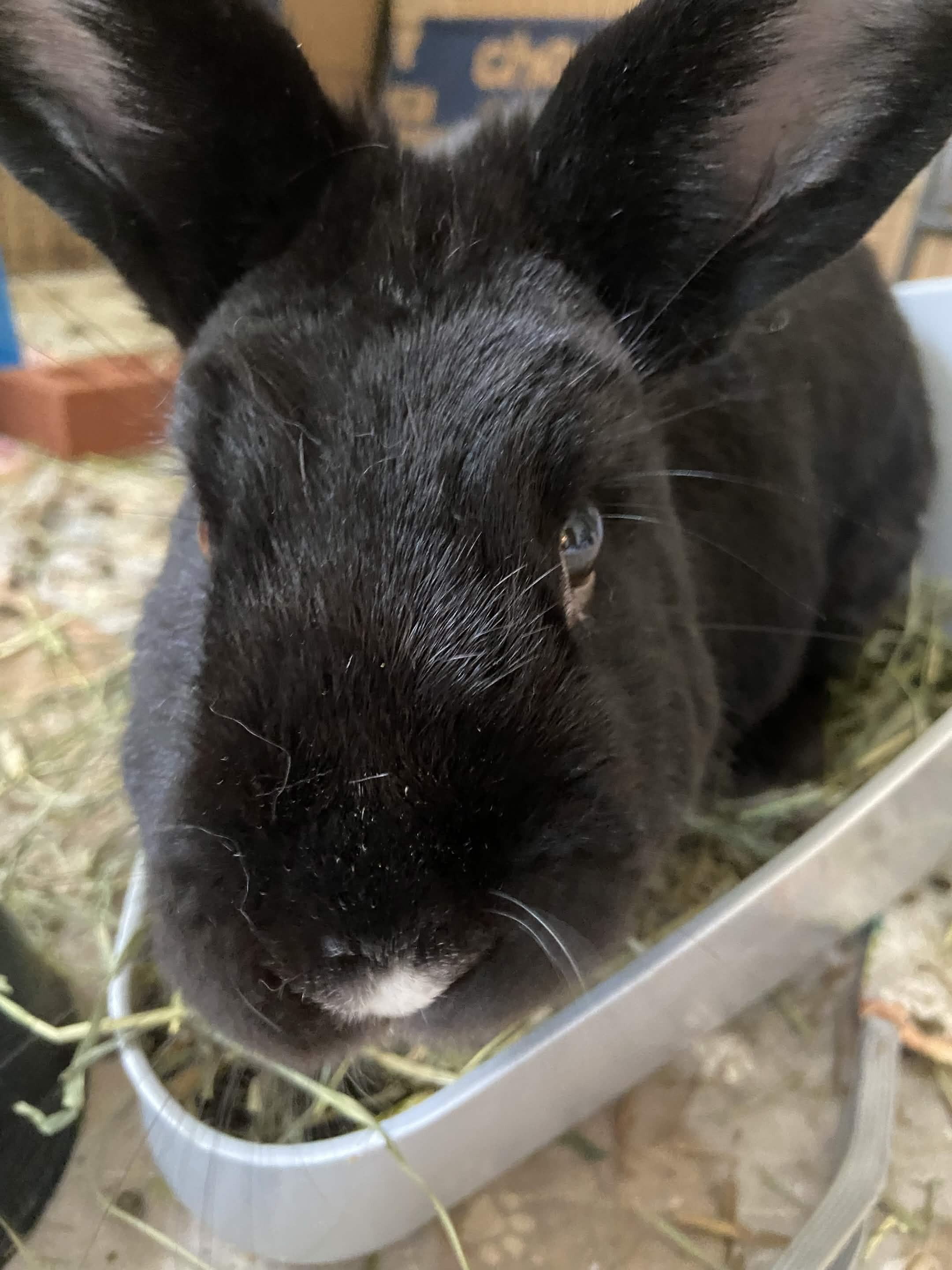 Snuffkin Needs a Home image 1