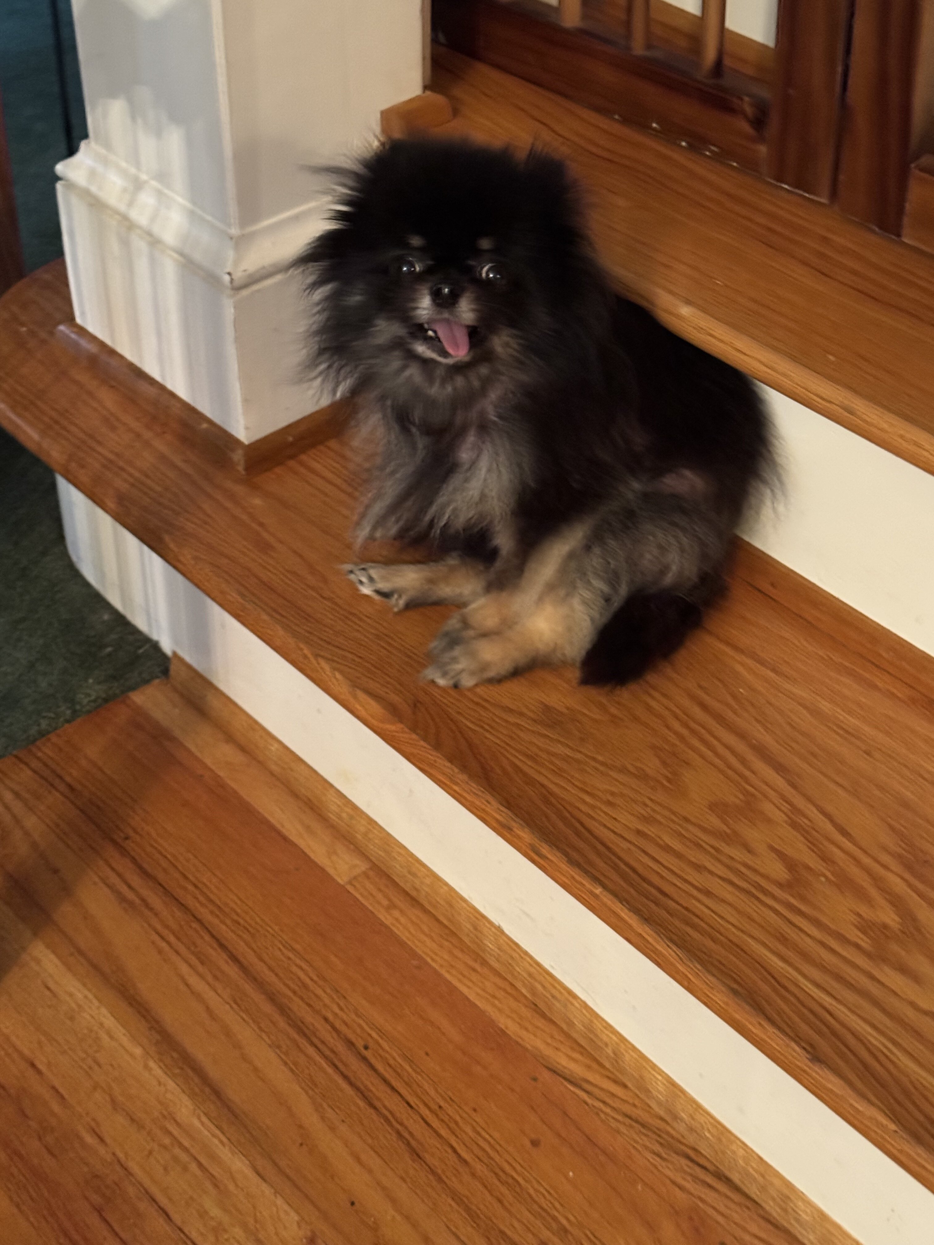 Pomeranian image 3