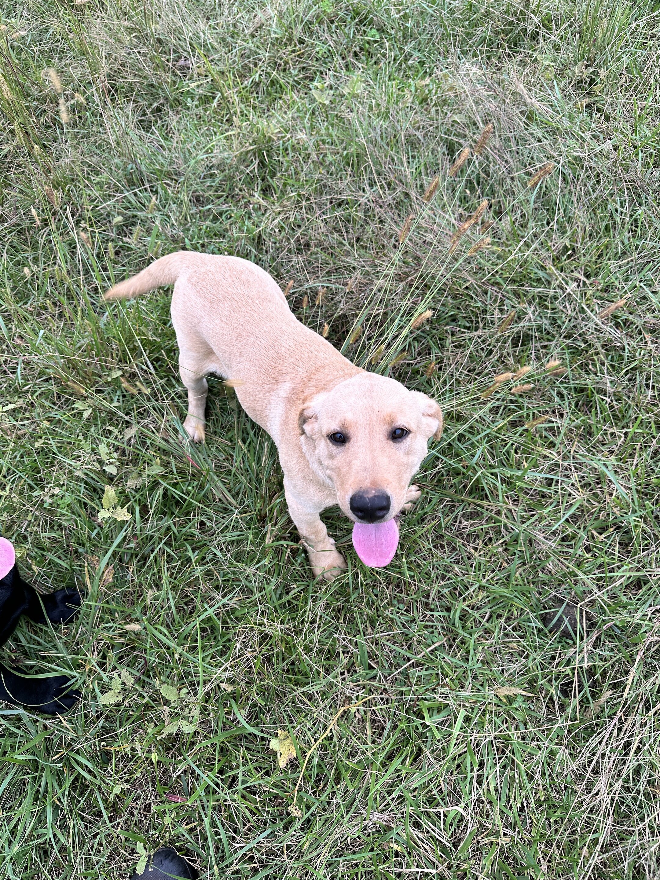 Labrador 13 wks AKC image 1