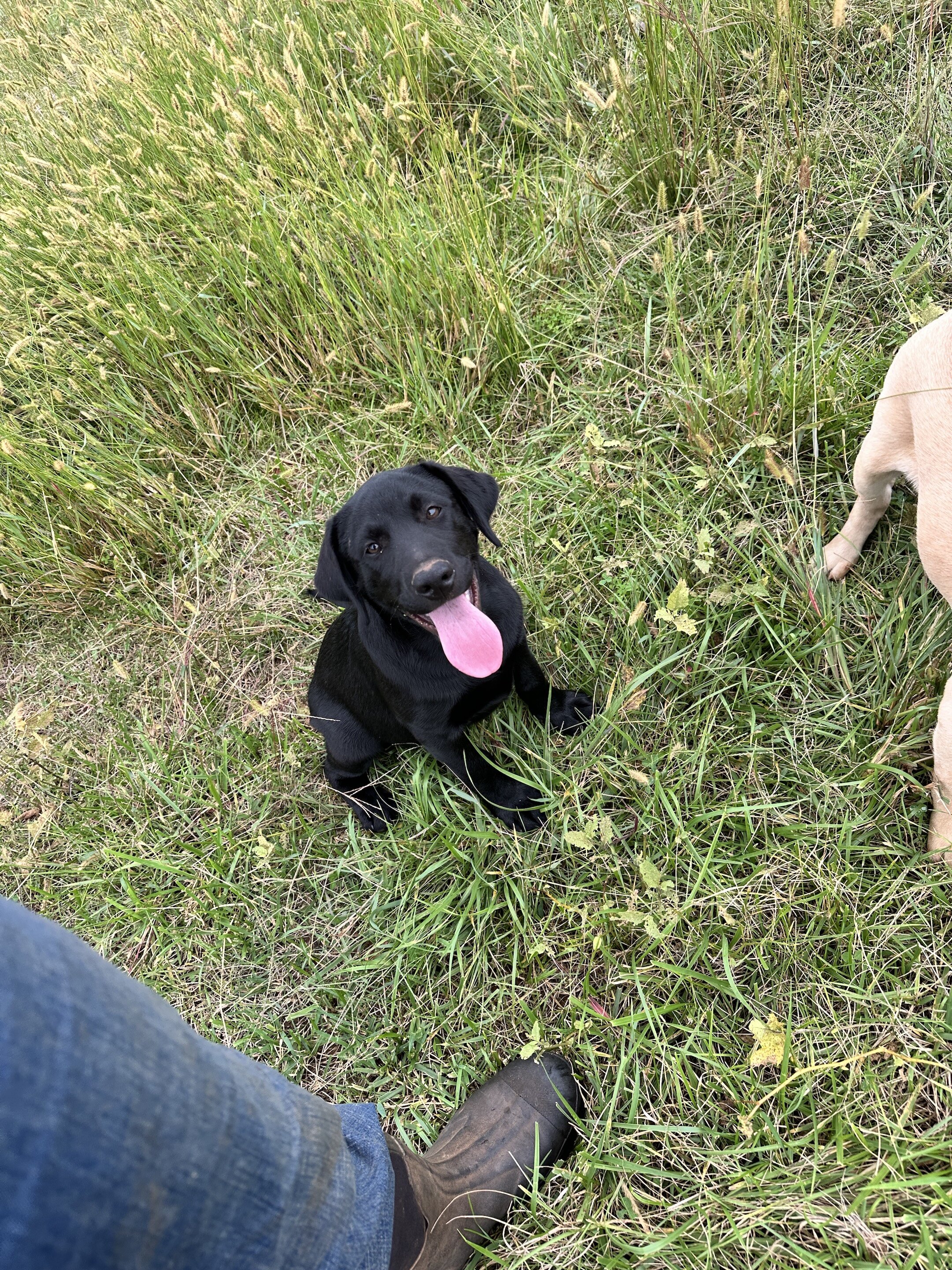 Labrador 13 wks AKC image 2
